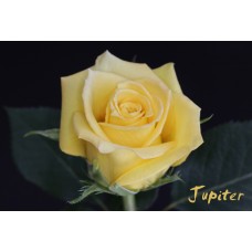Roses - Jupiter